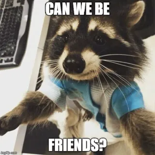 😍 CAN WE BE FRIENDS? mapache, amigos, animal, meme, lindo whatsapp sticker