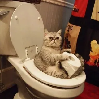 🧻 MRBEGGOSTHECAT cat, toilet, bathroom, toilet paper, pet, animal telegram sticker