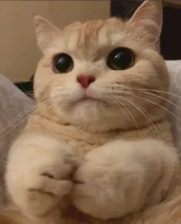 😻 gato, fofo, animal de estimação, animal, felino telegram sticker