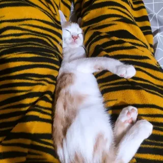 😴 Katze, schlafend, Tier, Haustier, getigerter Kater, Kätzchen, Tigerstreifen, süß telegram sticker