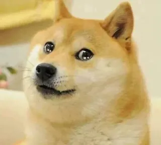 😰 Doge chó, meme, shiba inu, doge, hài hước, động vật telegram sticker