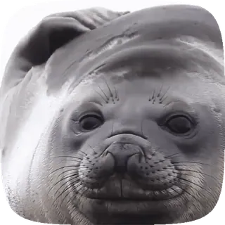 🦭 foka, zwierzę, słodkie, ssak morski, dzika przyroda telegram sticker