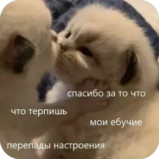 🥰 спасибо за то что
что терпишь
мои ебучие
перепады настроения cats, kittens, meme, russian, emotional, thank you telegram sticker