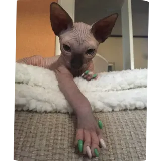 🐱 猫, スフィンクス猫, 無毛猫, ペット, 動物, 面白い, 爪, 人間の手 whatsapp sticker