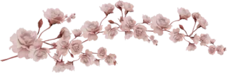 ⛄ 玫瑰, 花, 花卉, 粉色, 花朵 telegram sticker