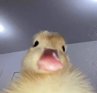 🌟 pato, animal, pájaro, lindo, gracioso, meme, amarillo telegram sticker