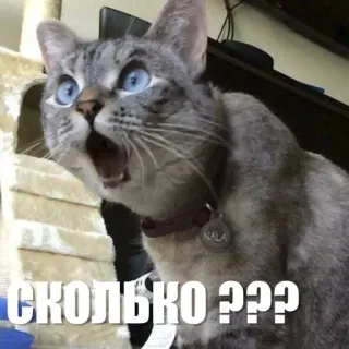 😳 СКОЛЬКО ??? cat, meme, russian, shocked, question telegram sticker