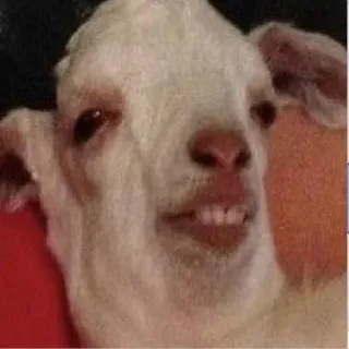 🦡 cabra, animal, gracioso, meme, animal de granja, lindo, sonriendo telegram sticker