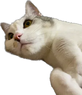 😳 chat, animal, animal de compagnie, félin, animal domestique, chat blanc, mignon whatsapp sticker