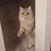 🥺
