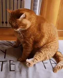 ❤️ chat, chat orange, animal domestique, animal de compagnie, félin, animal whatsapp sticker