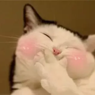 😂 gatto, arrossire, carino, animale, animale domestico, kawaii telegram sticker