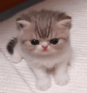 😾 cat, kitten, cute, animal, pet, adorable whatsapp sticker