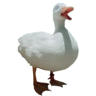 🦆 утка, птица, водоплавающая птица, животное, белый telegram sticker