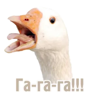 🦃 Га-га-га!!! oca, uccello, animale, gagaga, russo telegram sticker