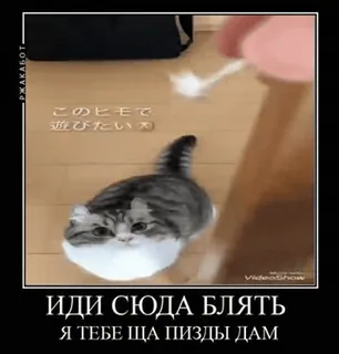 🌟 ИДИ СЮДА БЛЯТЬ
Я ТЕБЕ ЩА ПИЗДЫ ДАМ cat, russian meme, humor, offensive, animal, funny telegram sticker