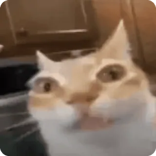 😟 gato, animal, meme, engraçado, animal de estimação telegram sticker