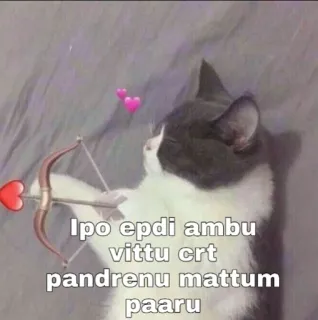 😂 Ipo epdi ambu vittu crt pandrenu mattum paaru gato, arqueiro, flecha, arco, coração, engraçado, meme telegram sticker