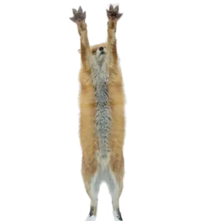 👐 fox, animal, cute, standing, nature, wildlife telegram sticker