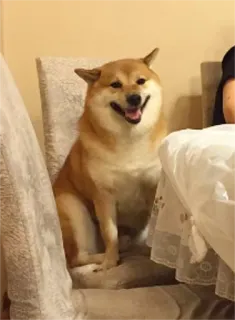 💺 chien, shiba inu, animal de compagnie, animal, assis, chaise, animal domestique telegram sticker