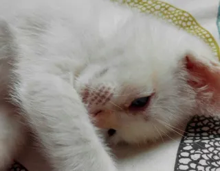 😽 chat, chaton, blanc, animal de compagnie, animal, mignon, domestique, dormir telegram sticker