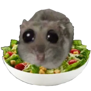 🥗 햄스터, 샐러드, 음식, 동물, 귀여운, 웃긴 whatsapp sticker