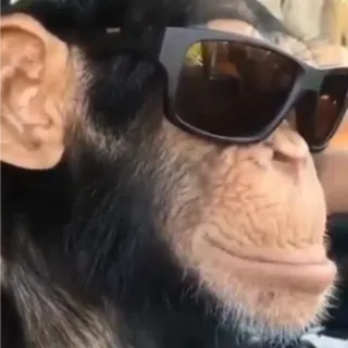 😎 scimmia, scimmia antropomorfa, occhiali da sole, cool, animale whatsapp sticker