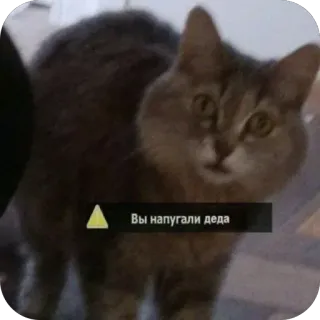 🫥 Вы напугали деда telegram sticker