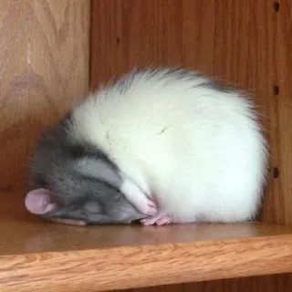🐀 szczur, gryzoń, zwierzę domowe, zwierzę, śpiący telegram sticker