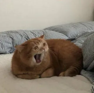 😭 chat, bâillement, animal de compagnie, animal, chat domestique, chat roux telegram sticker