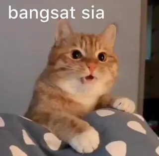 😌 bangsat sia gatto, meme, offensivo telegram sticker
