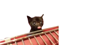 👅 kitten, cat, cute, pet, animal telegram sticker