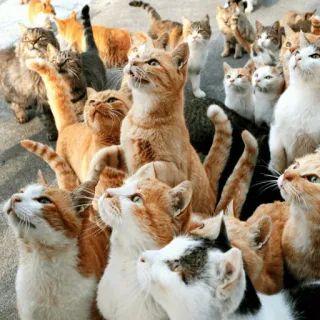 😺 chat, chats, chaton, chatons, groupe, animaux telegram sticker