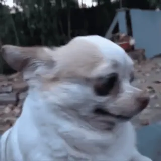 😕 Mukbang the Chihuahua chihuahua, dog, reaction, awkward, funny, side-eye, meme, pet telegram sticker