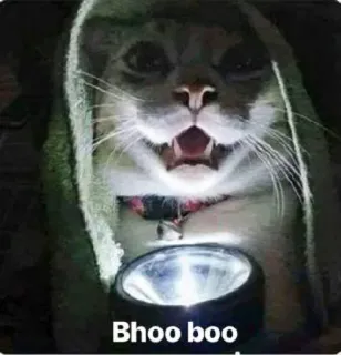 😂 Bhoo boo chat, lampe de poche, mème, drôle, animal, animal de compagnie, humour telegram sticker