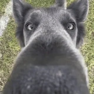 👃 perro, animal, mascota, primer plano, perro gris, hierba, lindo, cachorro telegram sticker
