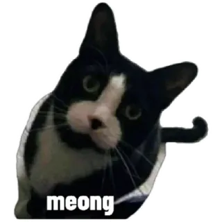 😸 meong cat, animal, meow, kitten, cute, pet telegram sticker
