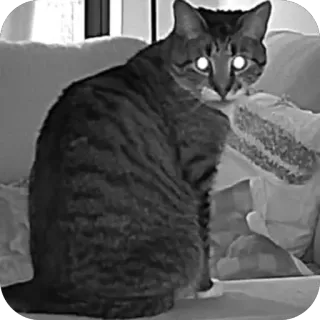 🫥 cat, animal, domestic animal, pet, eyes, grayscale telegram sticker