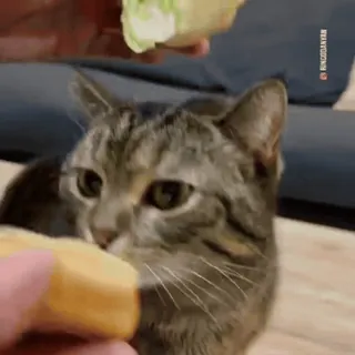 🧶 gato, animal, mascota, comida, lindo, doméstico, mamífero whatsapp sticker