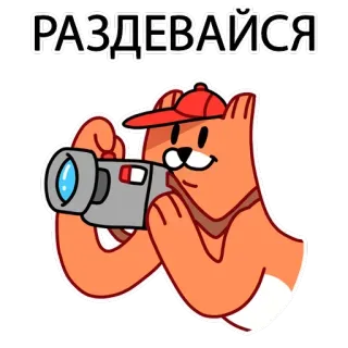 📸 РАЗДЕВАЙСЯ binatang, kartun, kamera, beruang, rusia, teks telegram sticker