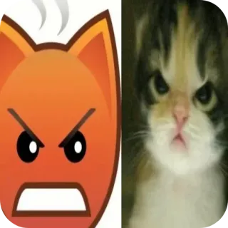 🐱 en colère, chat, emoji, chaton, mème, drôle telegram sticker