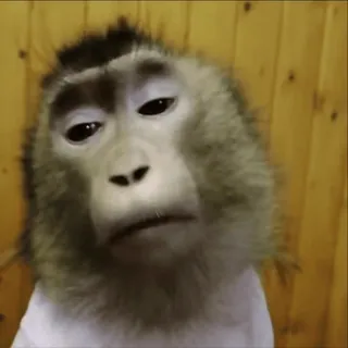 😴 singe, animal, mammifère, primate, triste, mème, drôle telegram sticker