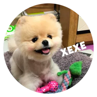 🙃 XEXE 犬, 子犬, かわいい, 動物, ペット, ポメラニアン telegram sticker