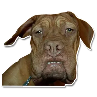 🙁 chien, animal, mignon, animal de compagnie, portrait telegram sticker