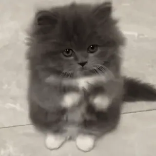 🤩 gato, gatinho, fofo, animal, animal de estimação, fofo telegram sticker