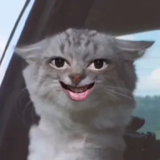 😀 kot, śmieszne, mem, zwierzę, zwierzę domowe, humor telegram sticker