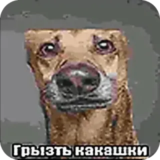 🖼 Грызть какашки hond, dier, huisdier, russisch whatsapp sticker