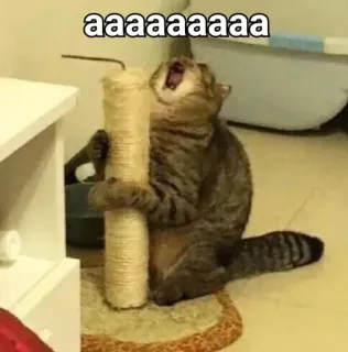 😫 aaaaaaaaaa kot, zwierzę, krzyczeć, mem, śmieszne whatsapp sticker