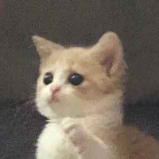 🎀 кот, котенок, милый, грустный telegram sticker
