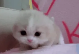 😀 Katze, Kätzchen, süß, Tier, Haustier, flauschig, klein whatsapp sticker
